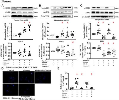 Metformin Protects Against Diabetes-Induced Cognitive Dysfunction by Inhibiting Mitochondrial Fission Protein DRP1